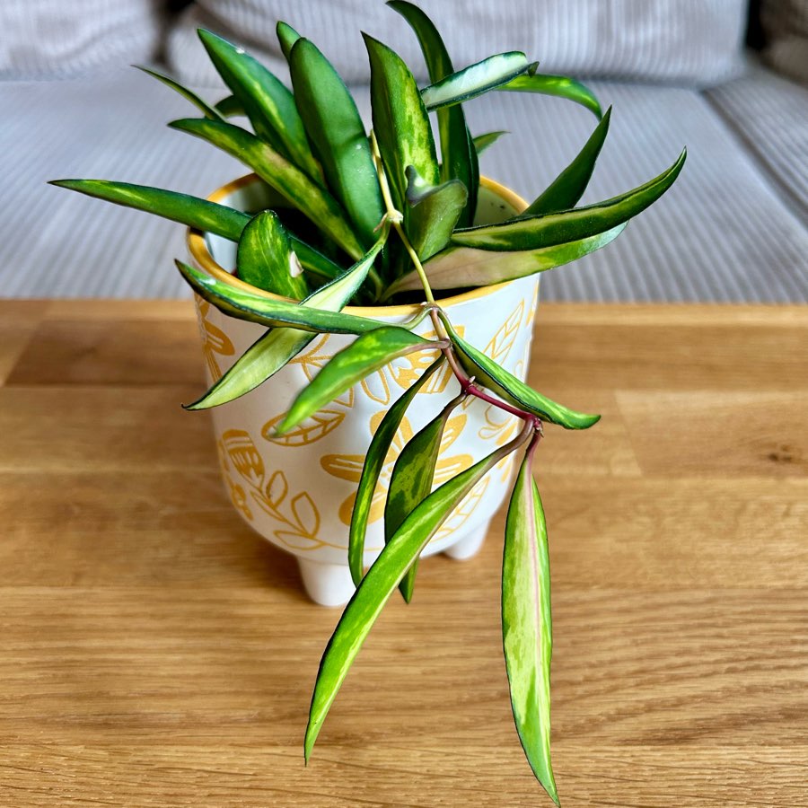 Hoya Wayetii Tricolor