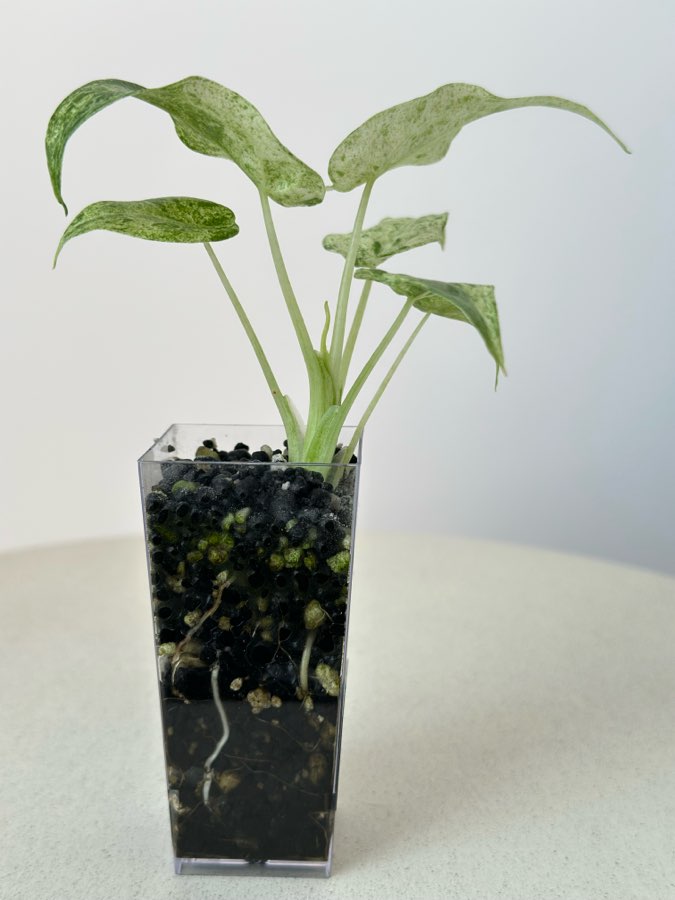 Alokazja Cucullata Albo Splash 3