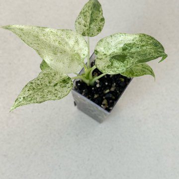 Alokazja Cucullata Albo Splash