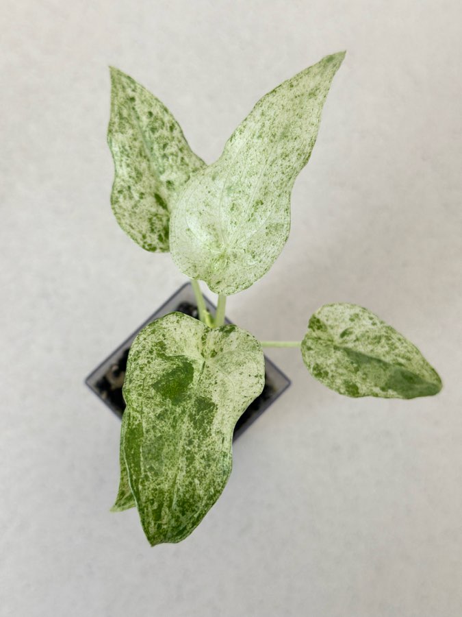 Alokazja Cucullata Albo Splash 2