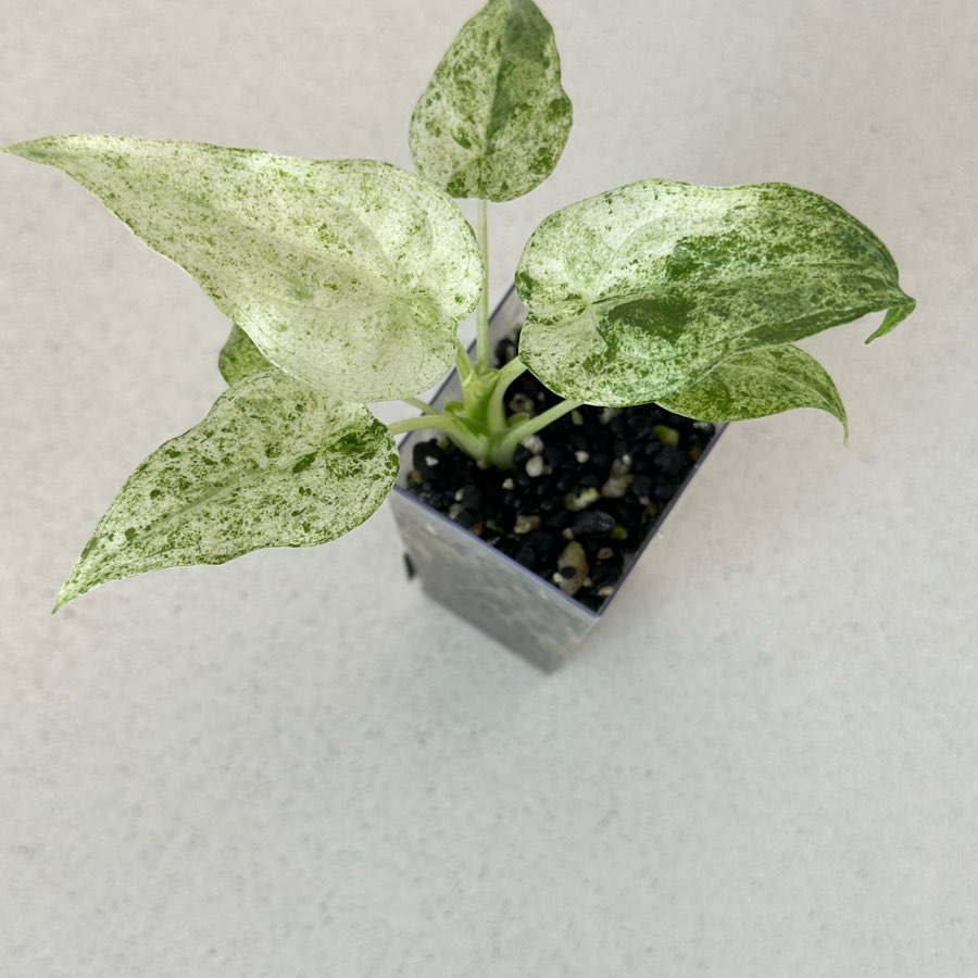 Alokazja Cucullata Albo Splash