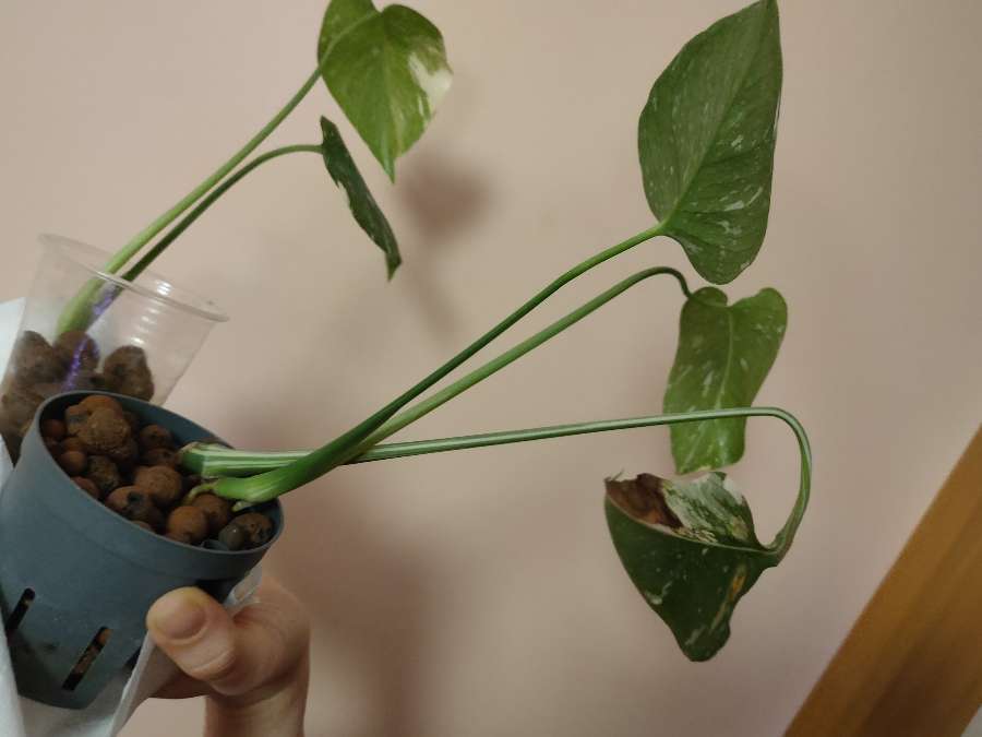 Monstera Thai Constellation 3