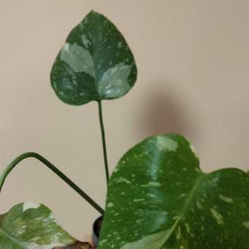 Monstera Thai Constellation