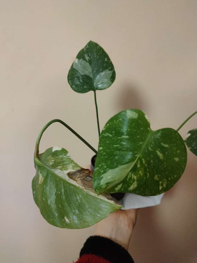 Monstera Thai Constellation 2
