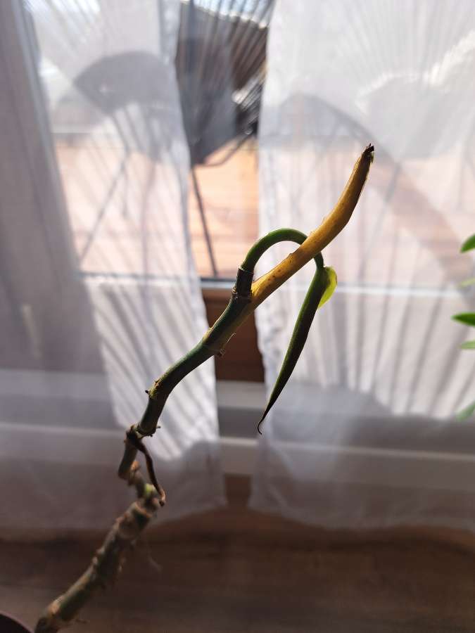 Filodendron silver 2