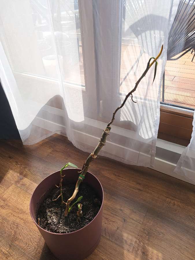 Filodendron silver 3
