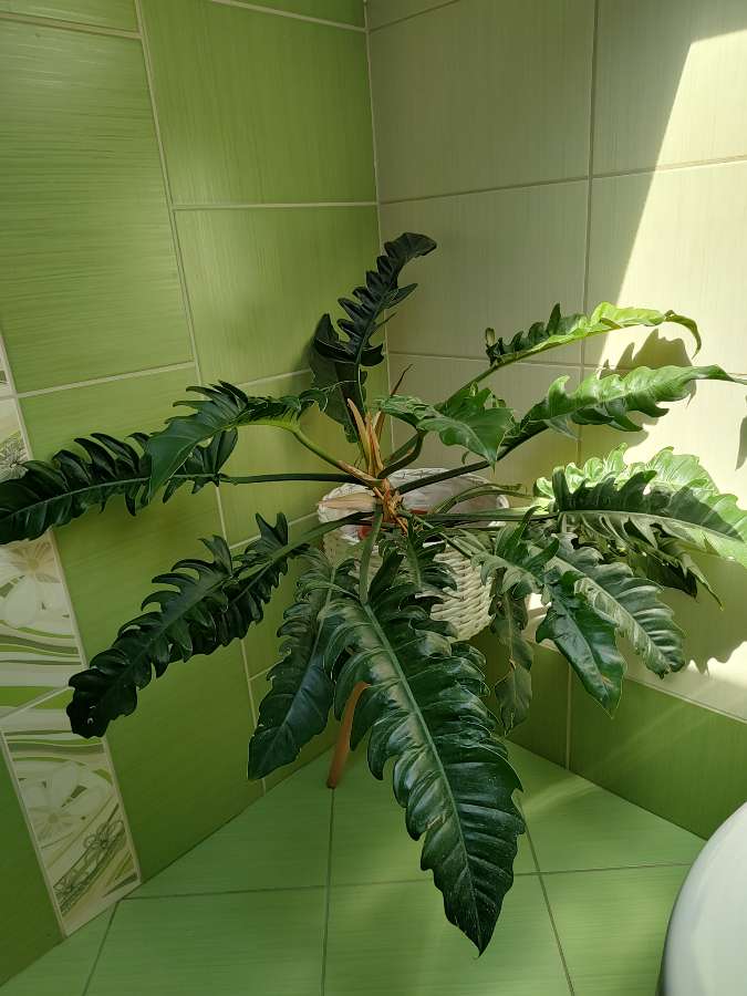 Philodendron narrow escape 2