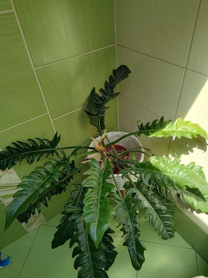 Philodendron narrow escape 3