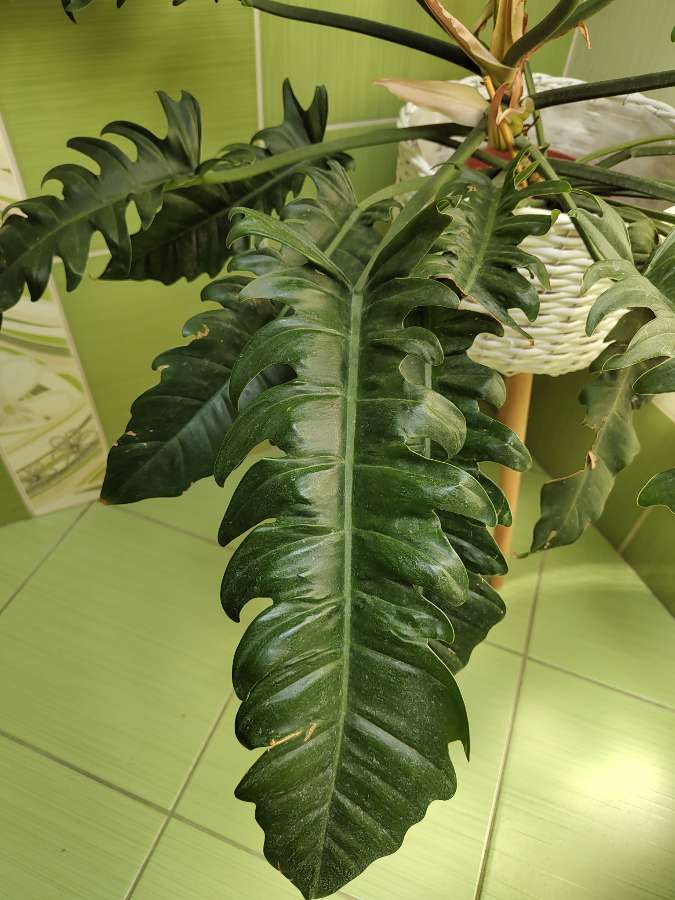Philodendron narrow escape 5