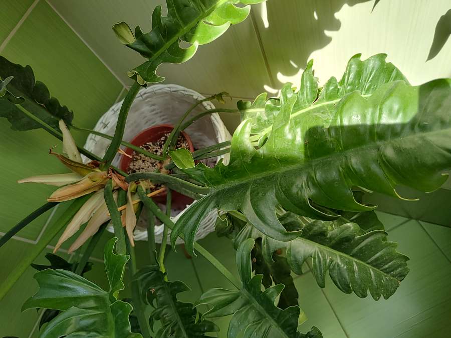 Philodendron narrow escape 4