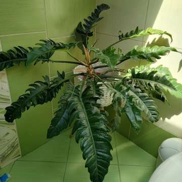 Philodendron narrow escape