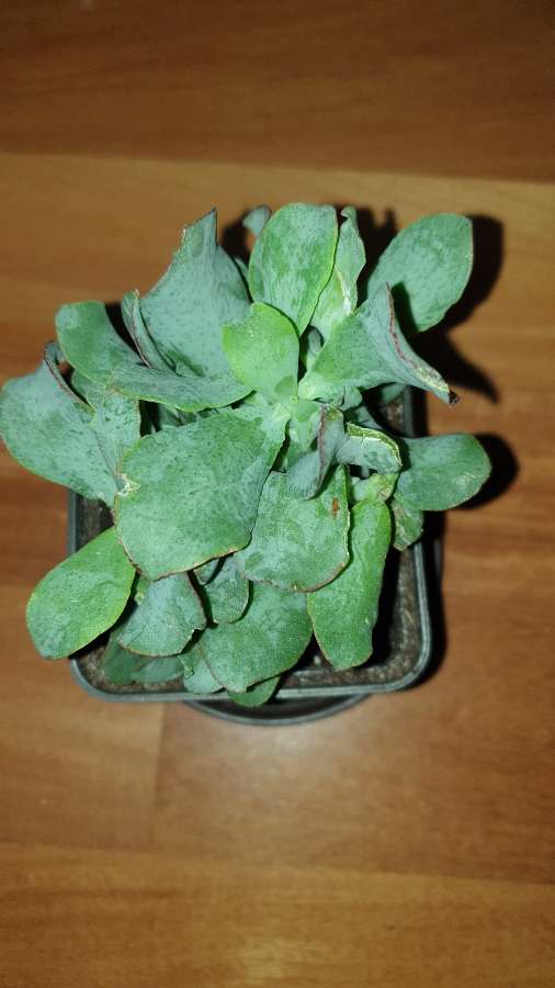 Grubosz crassula Arborescens lub undulatifolia Blue Hale 3