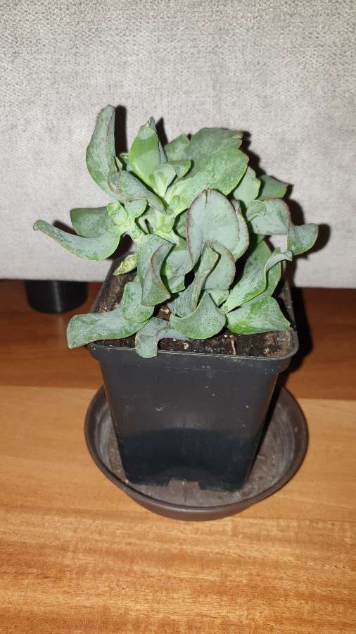 Grubosz crassula Arborescens lub undulatifolia Blue Hale 2