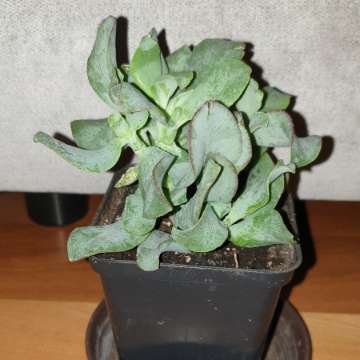 Grubosz crassula Arborescens lub undulatifolia Blue Hale