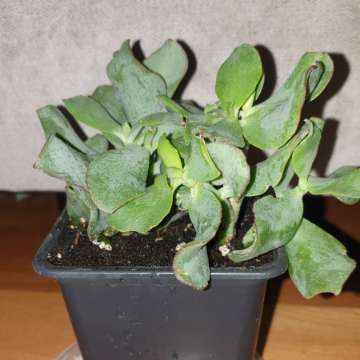 Grubosz crassula Arborescens lub undulatifolia Blue Hale