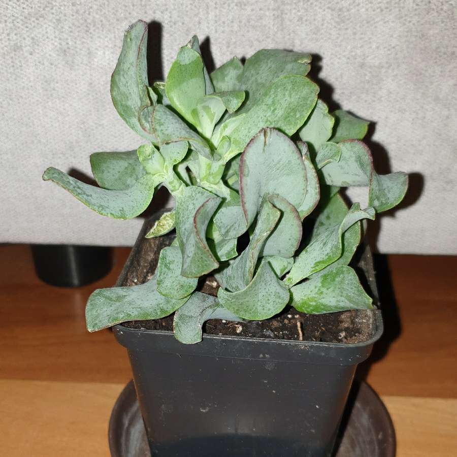 Grubosz crassula Arborescens lub undulatifolia Blue Hale