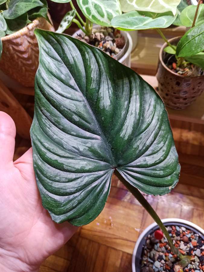 Philodendron Plowmanii 4