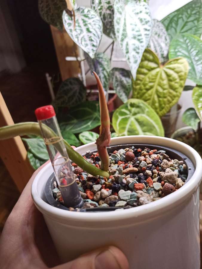 Philodendron Plowmanii 2