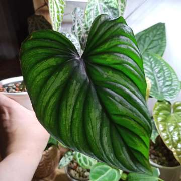Philodendron Plowmanii