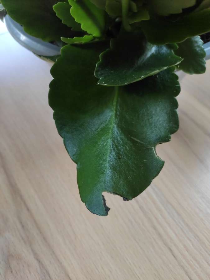 Żyworódka pełna (Kalanchoe cinqolori) don. 23 cm 4