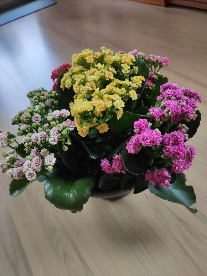 Żyworódka pełna (Kalanchoe cinqolori) don. 23 cm 3