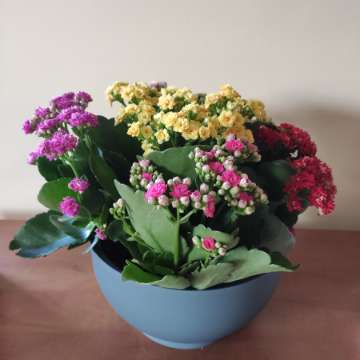 Żyworódka pełna (Kalanchoe cinqolori) don. 23 cm