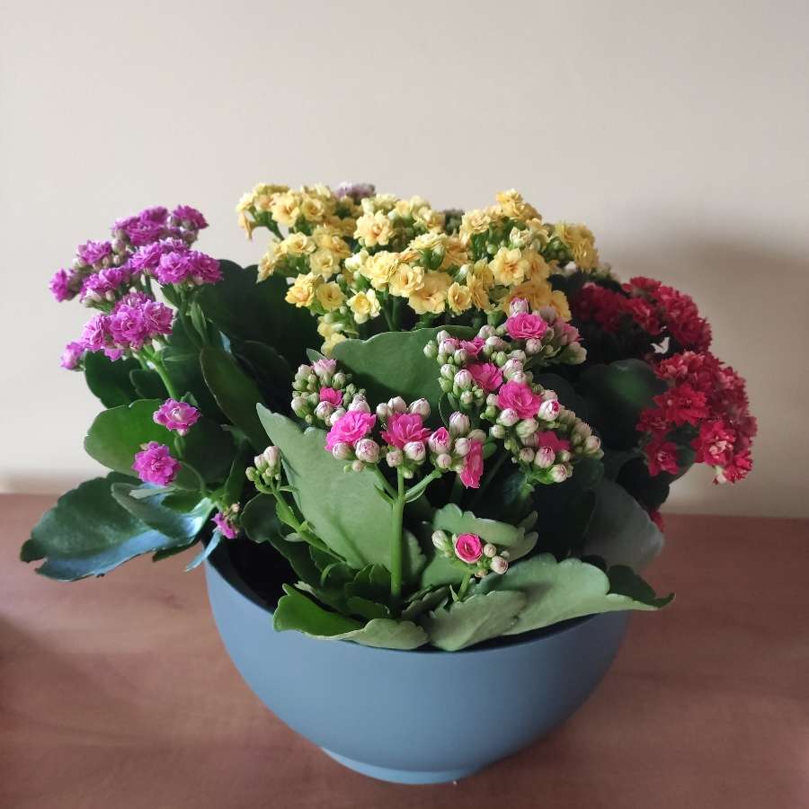 Żyworódka pełna (Kalanchoe cinqolori) don. 23 cm