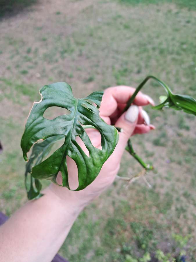 Monstera monkey mask 3