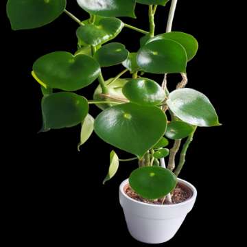 Peperomia polybotrya 'Raindrop
