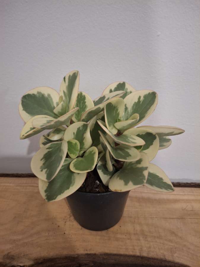 Peperonia obtusifolia 2