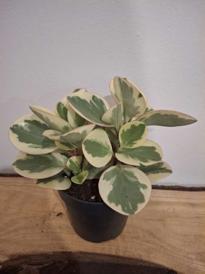 Peperonia obtusifolia 3