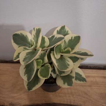 Peperonia obtusifolia