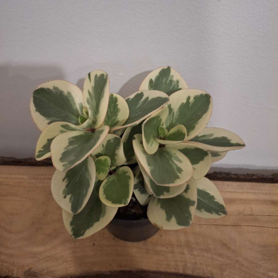 Peperonia obtusifolia