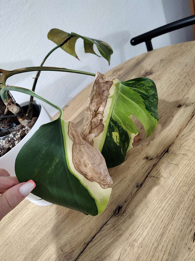 Monstera marmorata 2