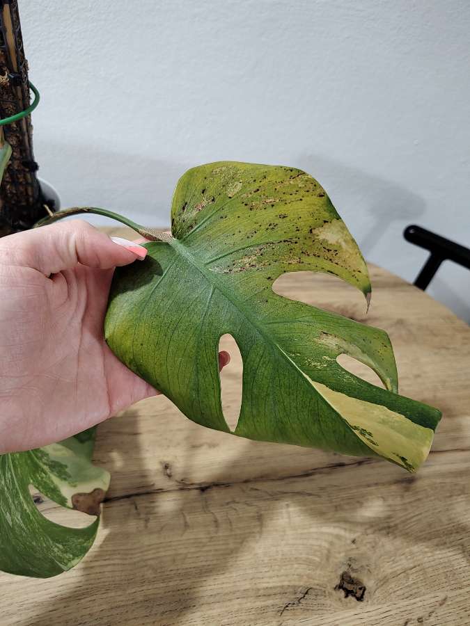 Monstera marmorata 3