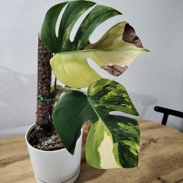 Monstera marmorata