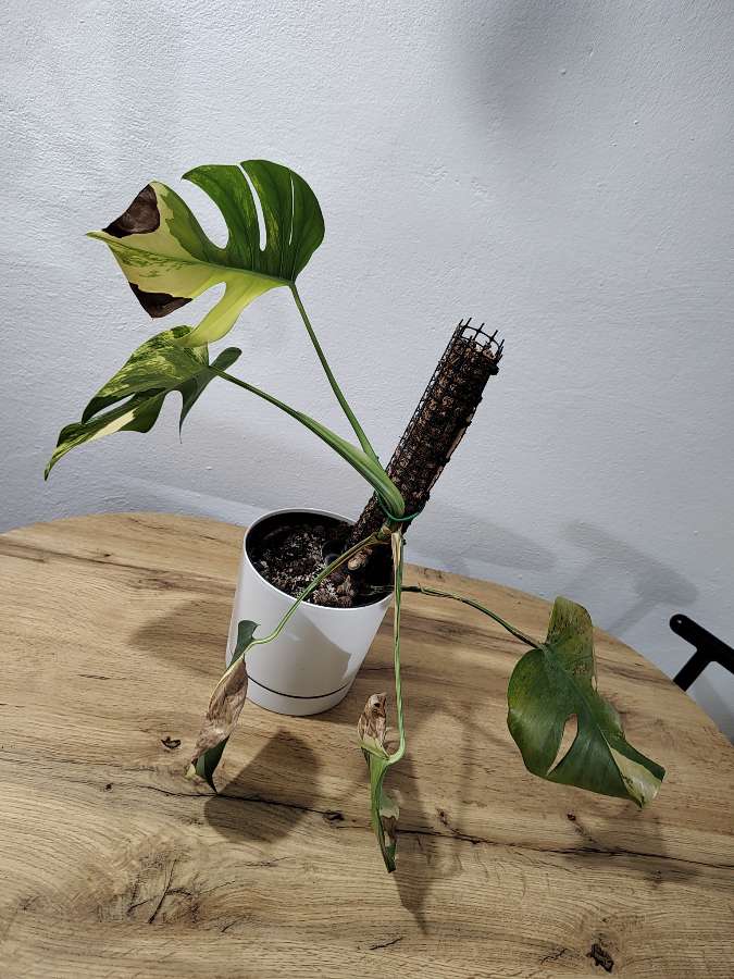 Monstera marmorata 4