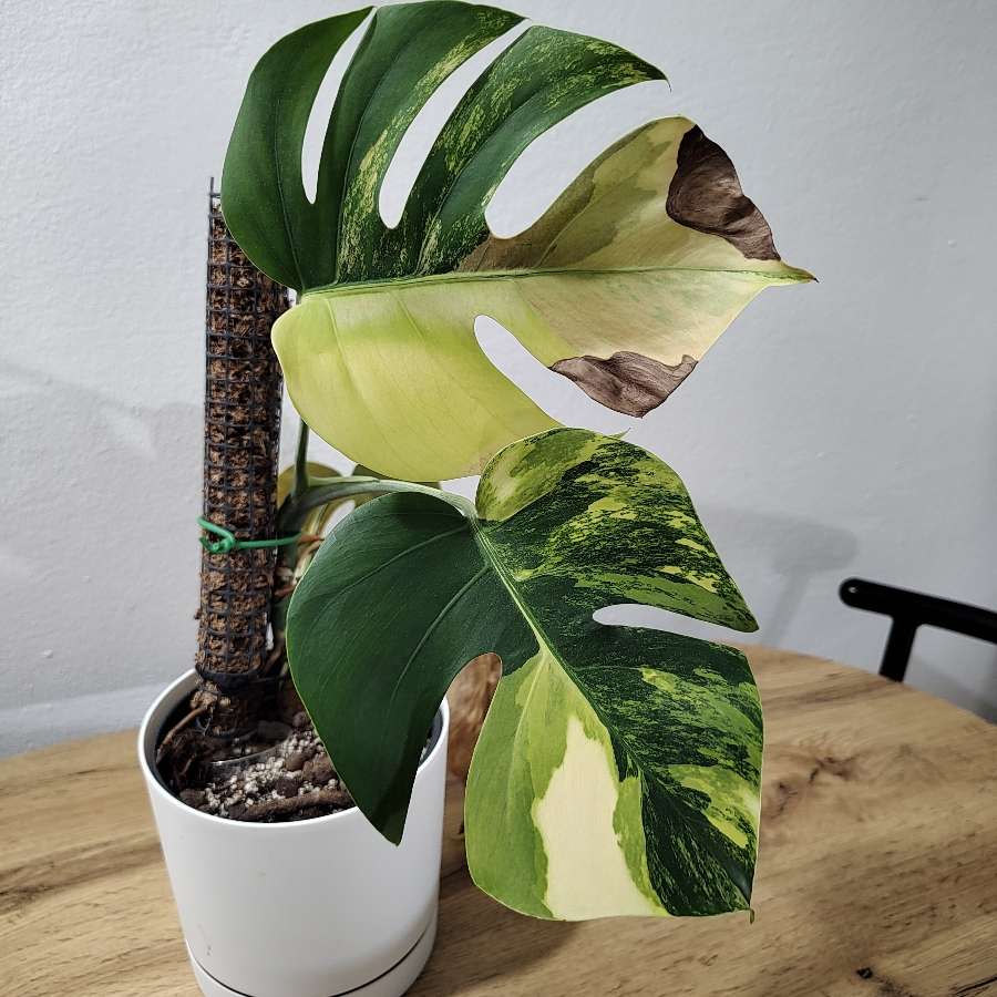 Monstera marmorata