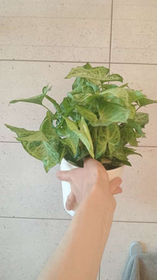 Syngonium zroślicha 5