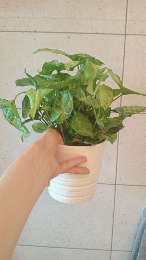 Syngonium zroślicha 3