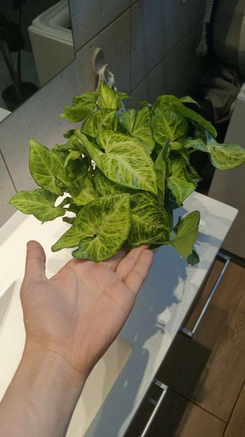 Syngonium zroślicha 2