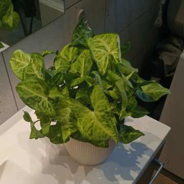 Syngonium zroślicha