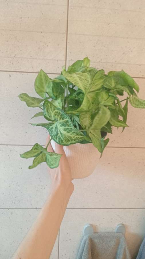 Syngonium zroślicha 4
