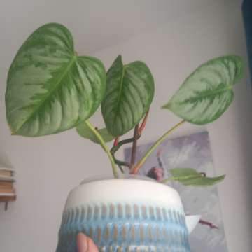 Filodendron sodiroi