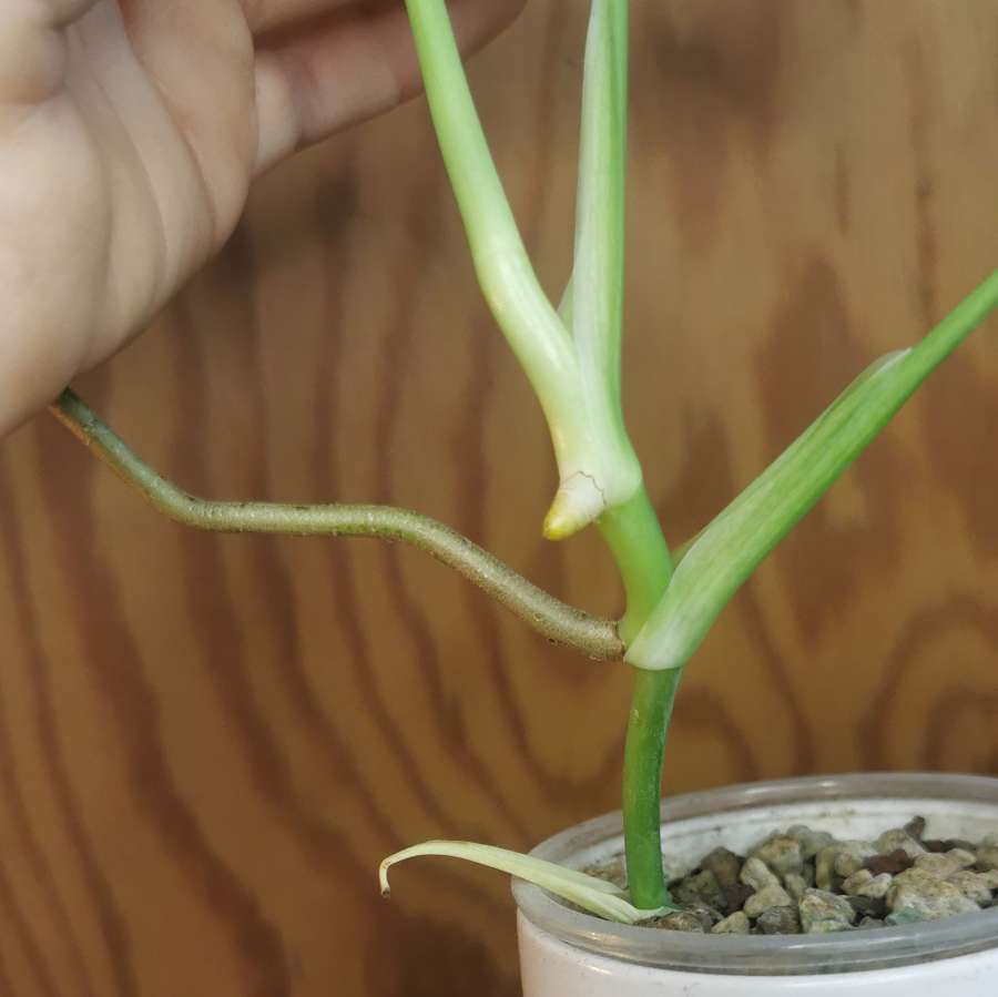 Monstera variegata regres 2