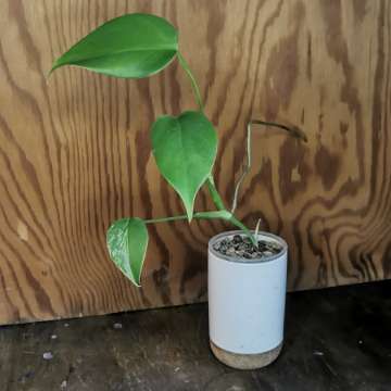 Monstera variegata regres