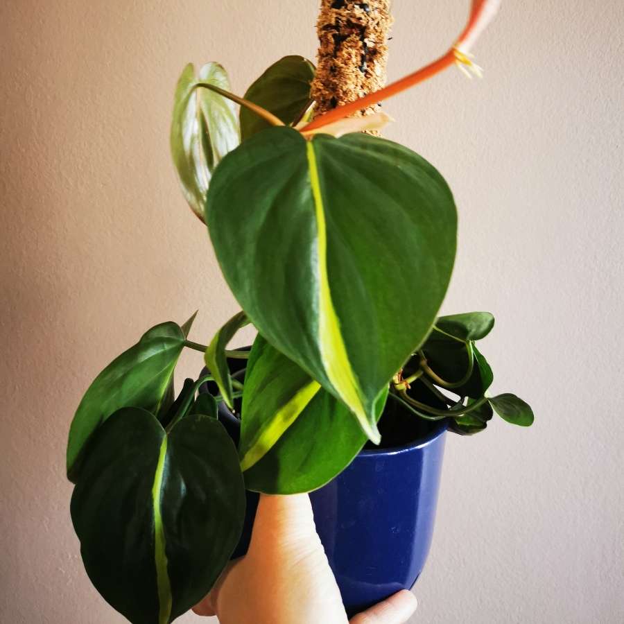 Philodendron Scandens Brasil