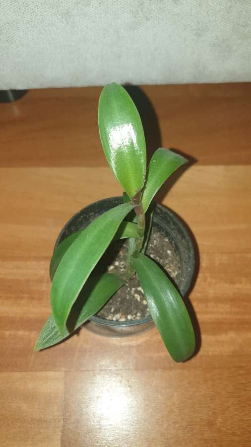 Reo meksykańskie,  do domu i na balkon 4