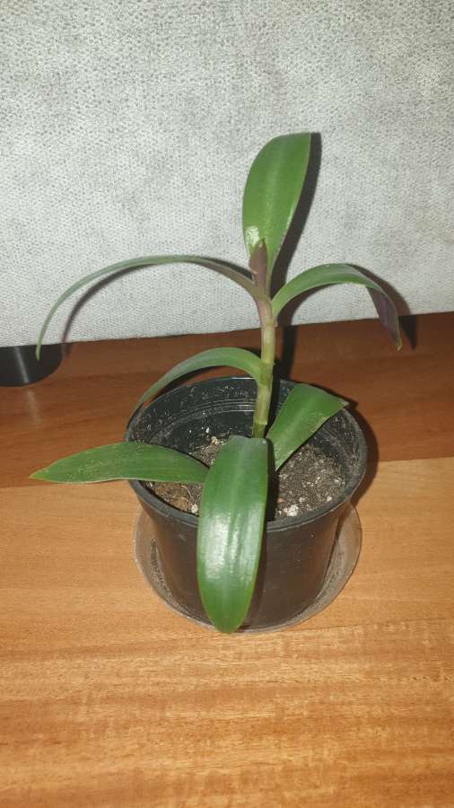 Reo meksykańskie,  do domu i na balkon 3