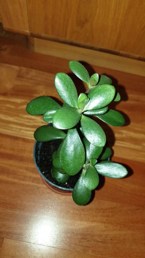 Crassula, drzewko szczęścia, 27cm 4